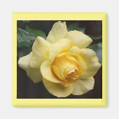 Yellow Rose Magnet (Voorkant)