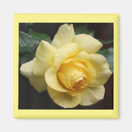 Yellow Rose Magnet (Voorkant)