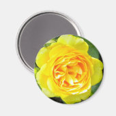 Yellow Rose Magnet (Voorkant / Achterkant)
