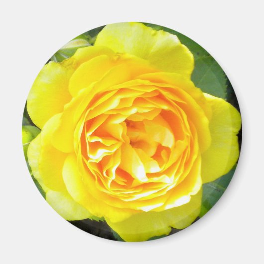 Yellow Rose Magnet (Voorkant)