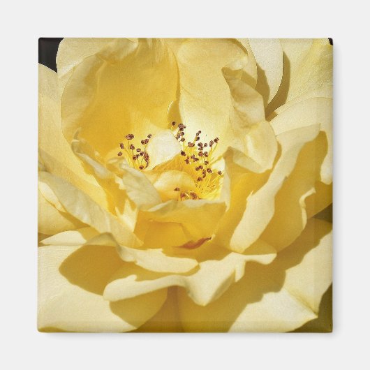Yellow Rose Magnet (Voorkant)