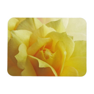 Yellow Rose Magnet Magneet