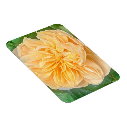 Yellow Rose Magnet Magneet (Rechterzijde)