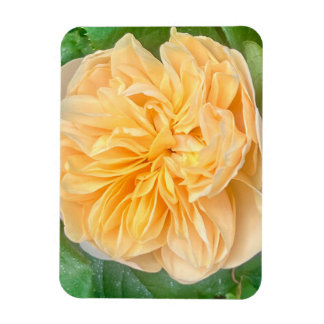 Yellow Rose Magnet Magneet