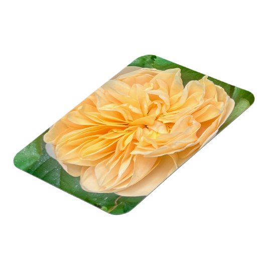 Yellow Rose Magnet Magneet (Linkerzijde)