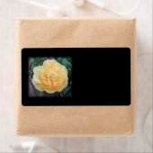 Yellow Rose, op zwarte achtergrond. Etiket (Insitu)