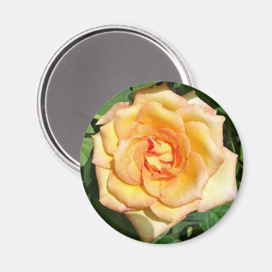 Yellow Rose Photo Round Magnet (Voorkant / Achterkant)