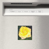 Yellow Rose Photo Square Magnet (Insitu (Vaatwasser))