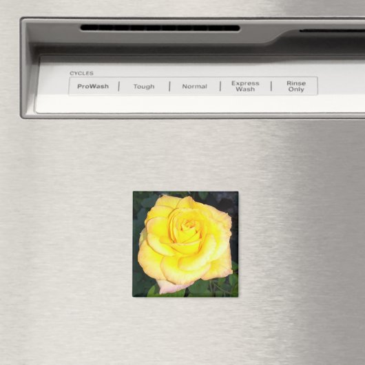 Yellow Rose Photo Square Magnet (Insitu (Vaatwasser))