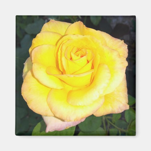 Yellow Rose Photo Square Magnet (Voorkant)