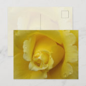 Yellow Rose Plstcard Briefkaart (Voorkant / Achterkant)