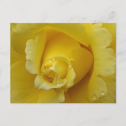 Yellow Rose Plstcard Briefkaart (Voorkant)