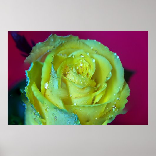 YELLOW ROSE POSTER (Voorkant)