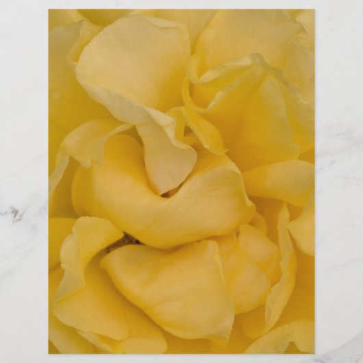 Yellow Rose Quinceañera Menu (Achterkant)