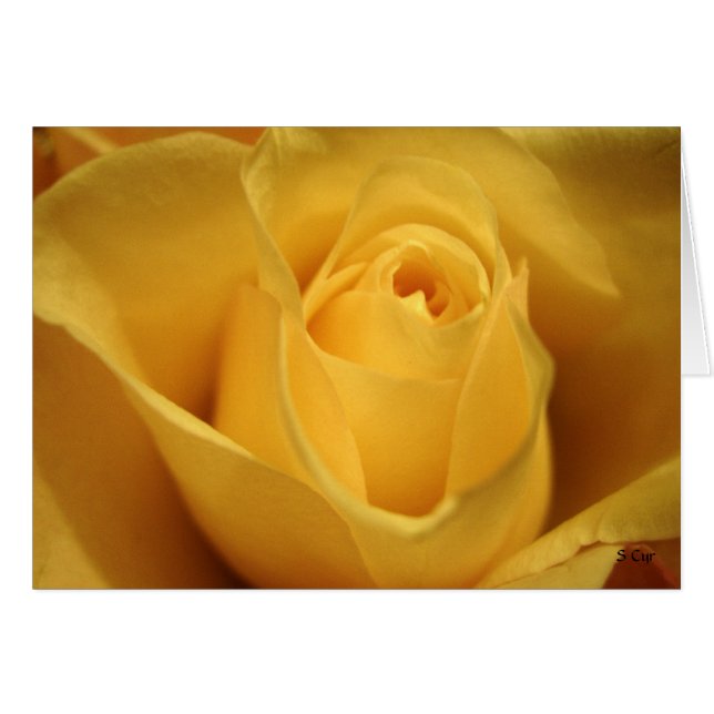 Yellow Rose, S Cyr (Voorkant Horizontaal)