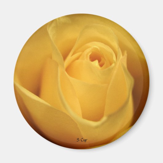 Yellow Rose, S Cyr Magneet (Voorkant)