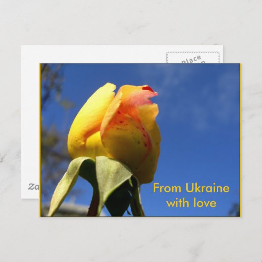 Yellow Rose Set Briefkaart (Voorkant / Achterkant)