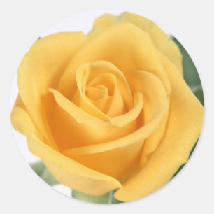 Yellow Rose Sticker
