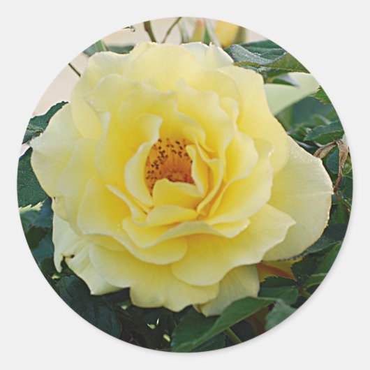 Yellow Rose sticker (Voorkant)
