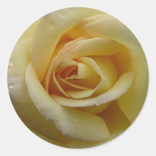 Yellow Rose Sticker (Voorkant)