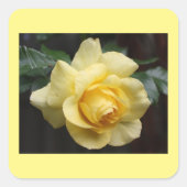 Yellow Rose Sticker (Voorkant)