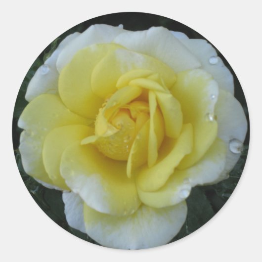 Yellow Rose Sticker (Voorkant)