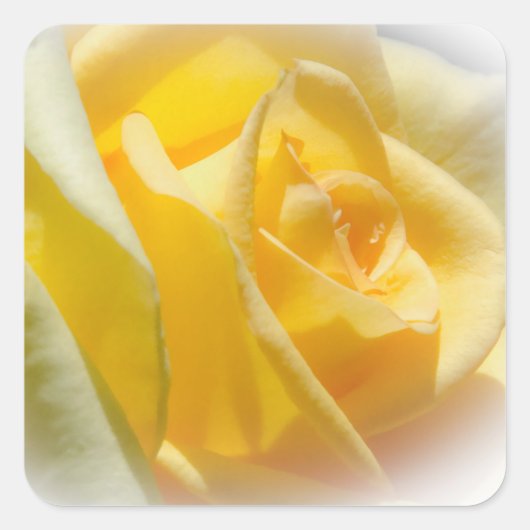 Yellow Rose Stickers (Voorkant)