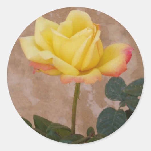Yellow Rose Stickers (Voorkant)