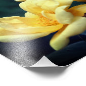 Yellow Rose Trio 8x10 Foto Afdruk (Hoek)