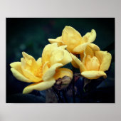 Yellow Rose Trio Poster (Voorkant)