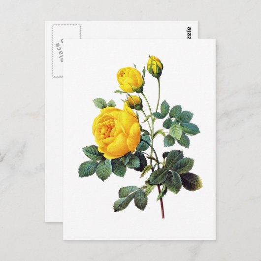 Yellow Rose van Pierre Joseph Redoute Briefkaart (Voorkant / Achterkant)