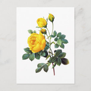 Yellow Rose van Pierre Joseph Redoute Briefkaart
