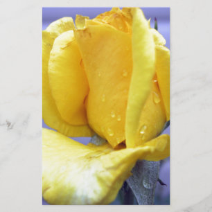 Yellow Rosebud