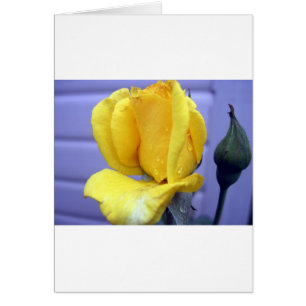 Yellow Rosebud