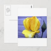 Yellow Rosebud Briefkaart (Voorkant / Achterkant)