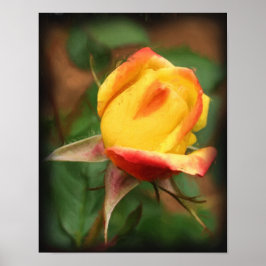 Yellow Rosebud Flower Art Photo Painting Poster