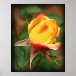 Yellow Rosebud Flower Art Photo Painting Poster