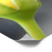 Yellow Rosebud foto Poster (Hoek)
