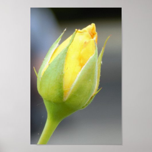 Yellow Rosebud foto Poster (Voorkant)