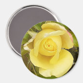 Yellow Rosebud Magnet (Voorkant / Achterkant)