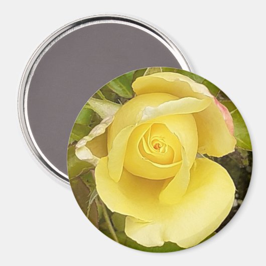Yellow Rosebud Magnet (Voorkant / Achterkant)