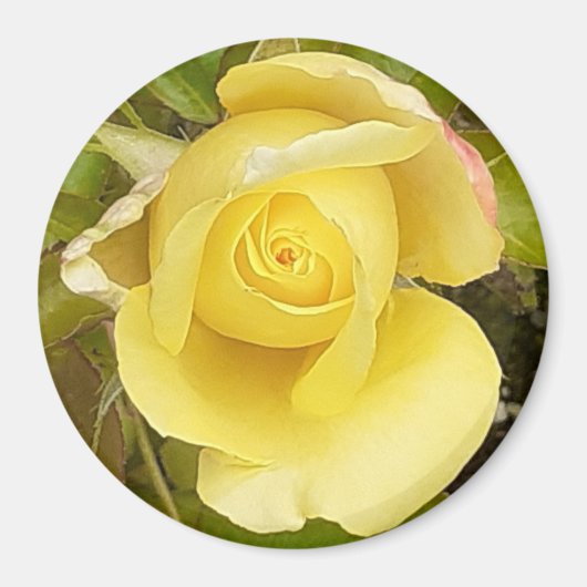 Yellow Rosebud Magnet (Voorkant)