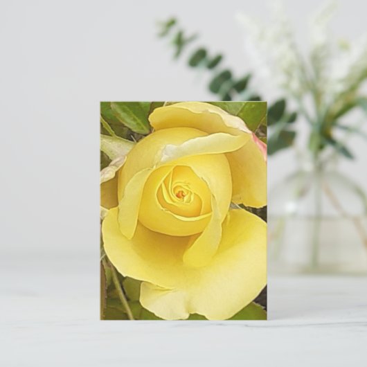 Yellow Rosebud Post Kaart (Staand voorkant)