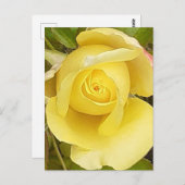 Yellow Rosebud Post Kaart (Voorkant / Achterkant)