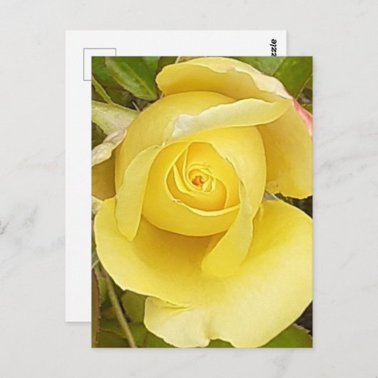 Yellow Rosebud Post Kaart (Voorkant / Achterkant)
