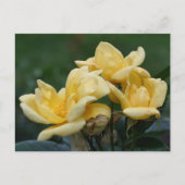 Yellow Rosebuds Flower Photography  Briefkaart (Voorkant)