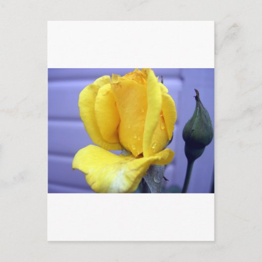 Yellow Rsoebud Briefkaart (Voorkant)