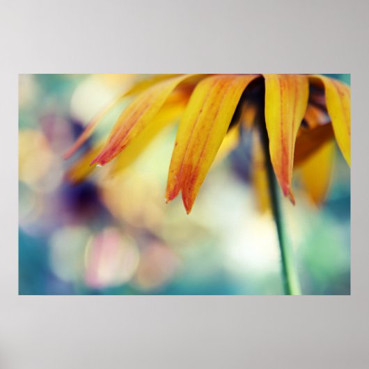 Yellow Rudbeckia Flower Petal Macro Abstract Poster (Voorkant)