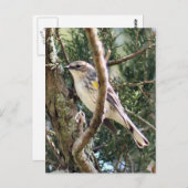 Yellow Rumped Warbler Photo Briefkaart (Voorkant / Achterkant)
