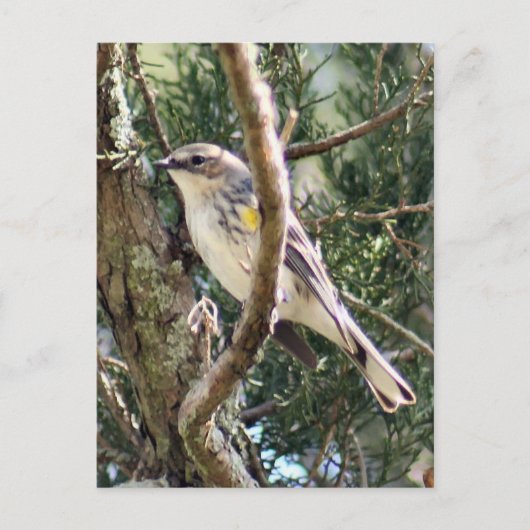 Yellow Rumped Warbler Photo Briefkaart (Voorkant)